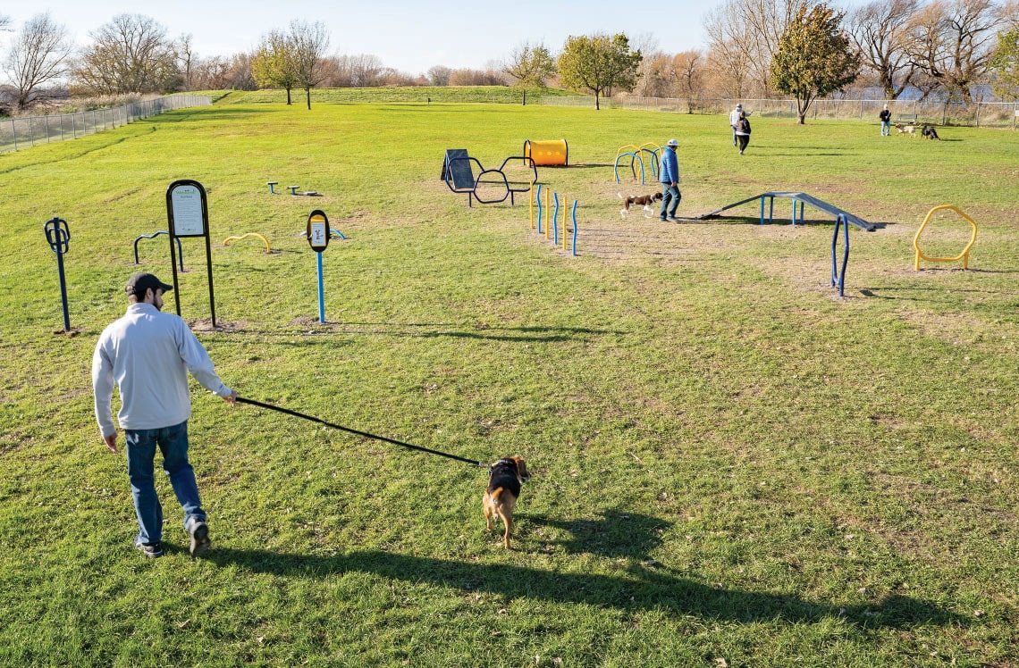 Dog using Dog Park Equipment